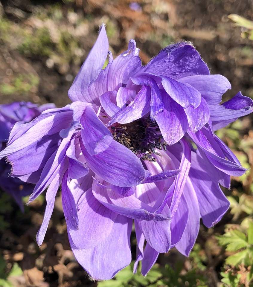Pasqueflower a fioritura precoce puzzle online