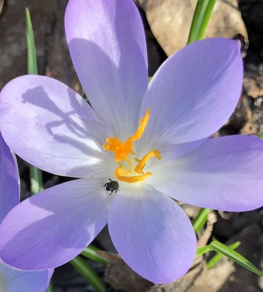 Crocus with beetle online puzzle