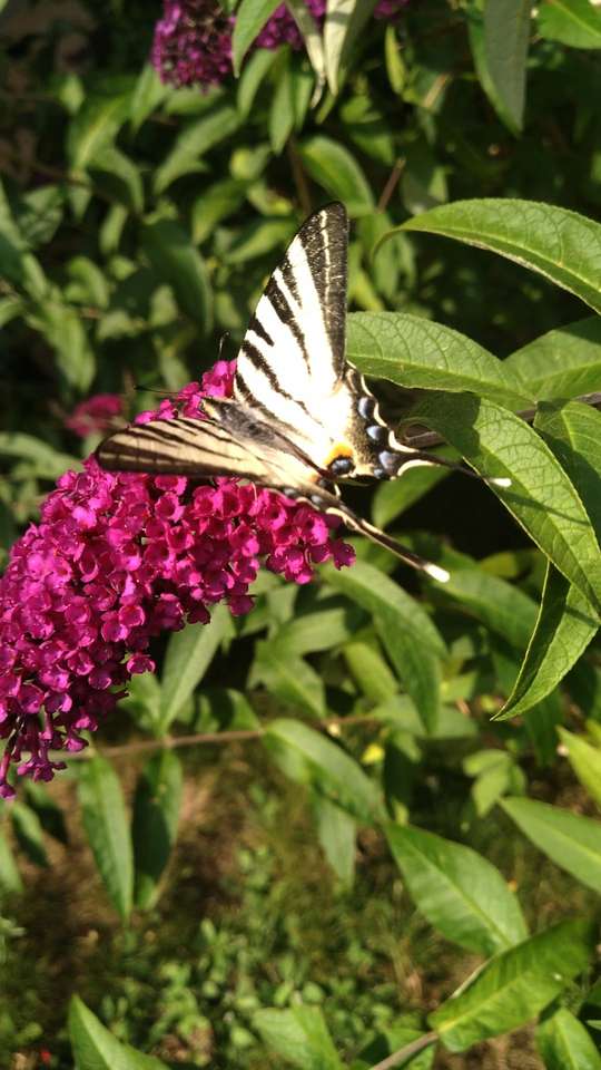 Královský motýl skládačky online