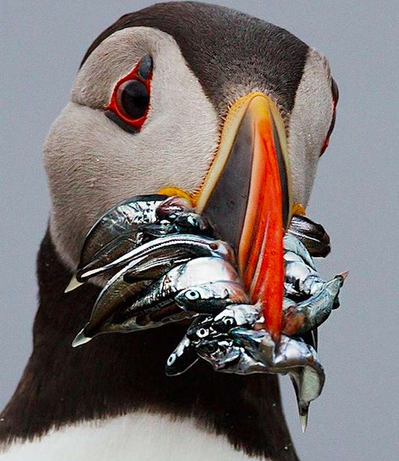 Puffin-Puffin, the guy likes to eat online puzzle