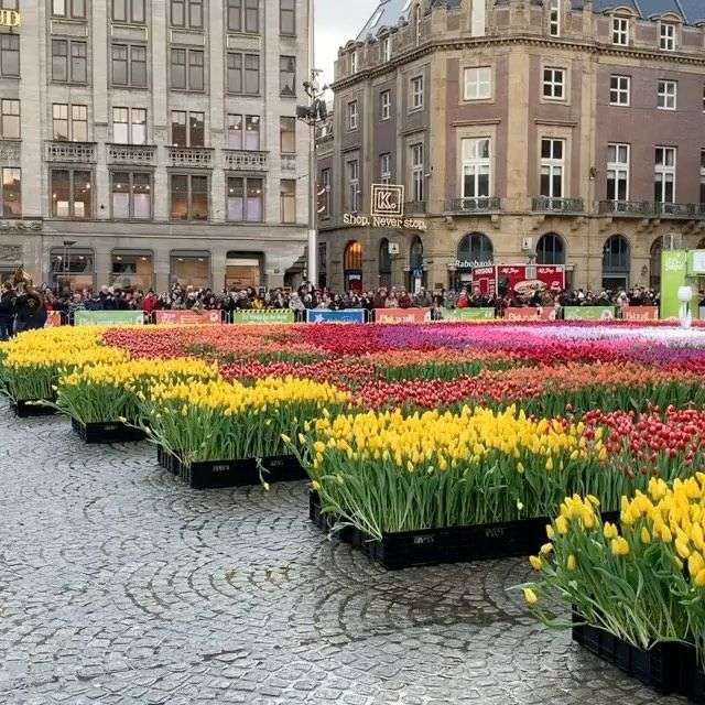 Tulpaner i Amsterdam pussel på nätet