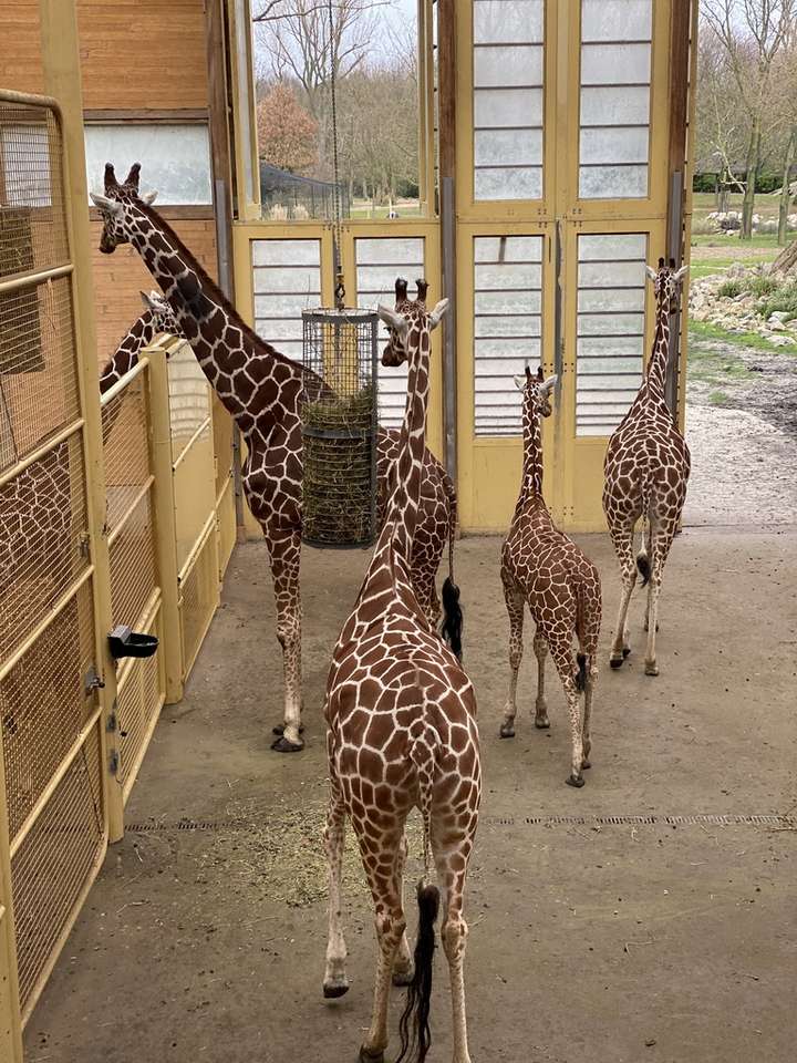 Зоопарк в Ротердам онлайн пъзел