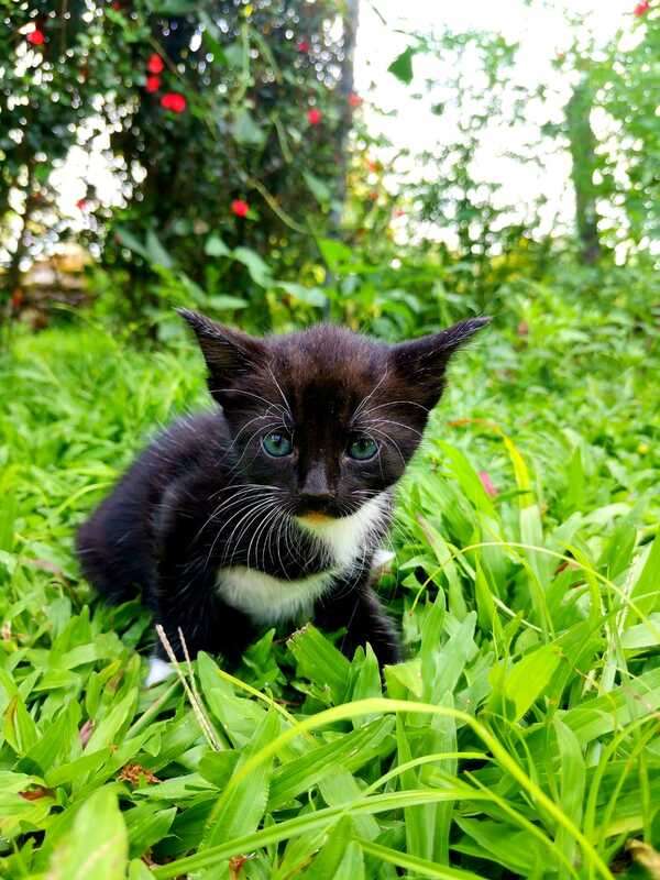 美しいベニートの子猫 ジグソーパズルオンライン
