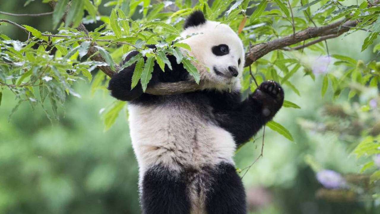 Panda in China Puzzlespiel online