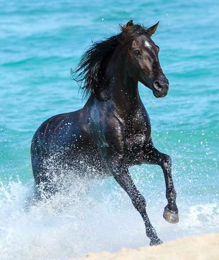 Schönes schwarzes Pferd auf dem Hintergrund des Ozeans Online-Puzzle