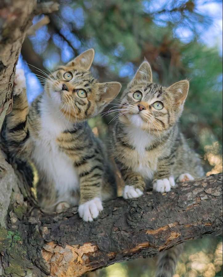 Twee katten:) online puzzel