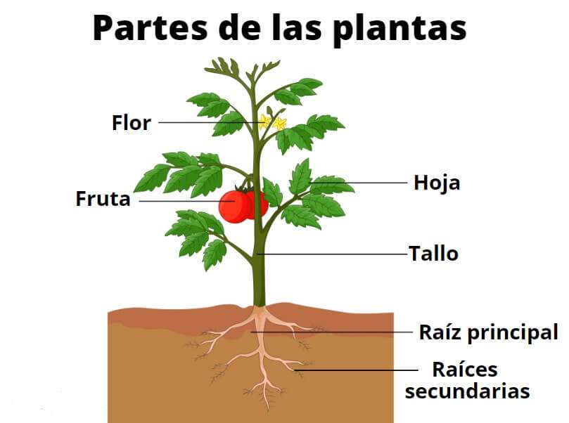 植物の部分 オンラインパズル