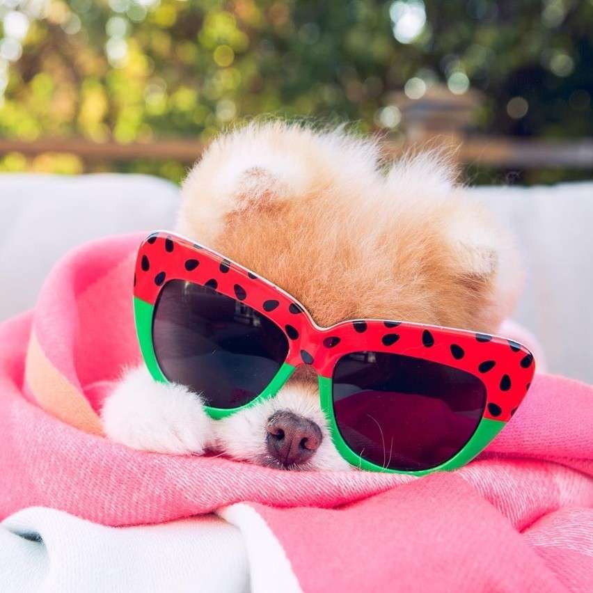 Doggy Boo världens sötaste hund pussel på nätet