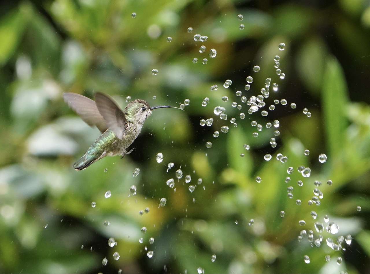 Pasăre colibri de băut puzzle online