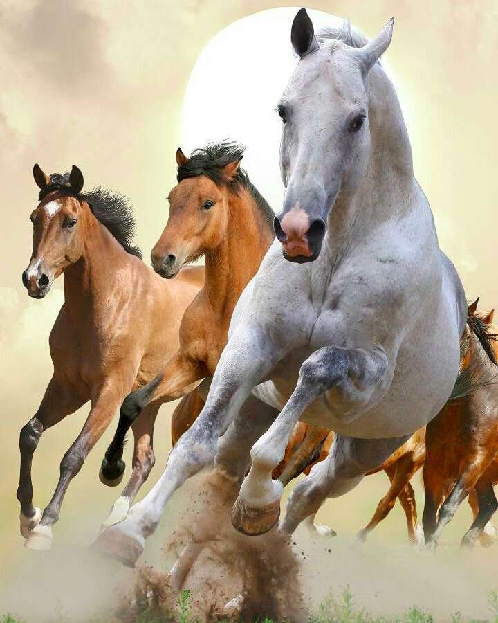 Nyüzsgő lovak :) kirakós online