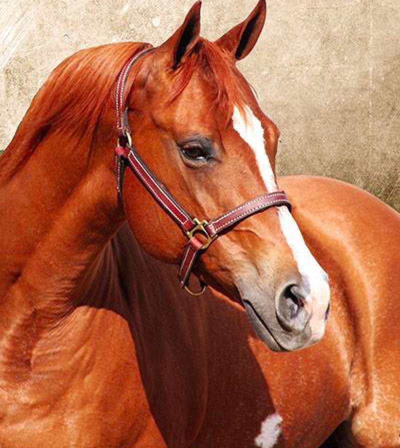 Красотата на коня онлайн пъзел