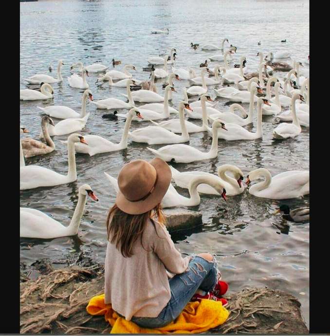 El lago de los cisnes en la naturaleza :) rompecabezas en línea