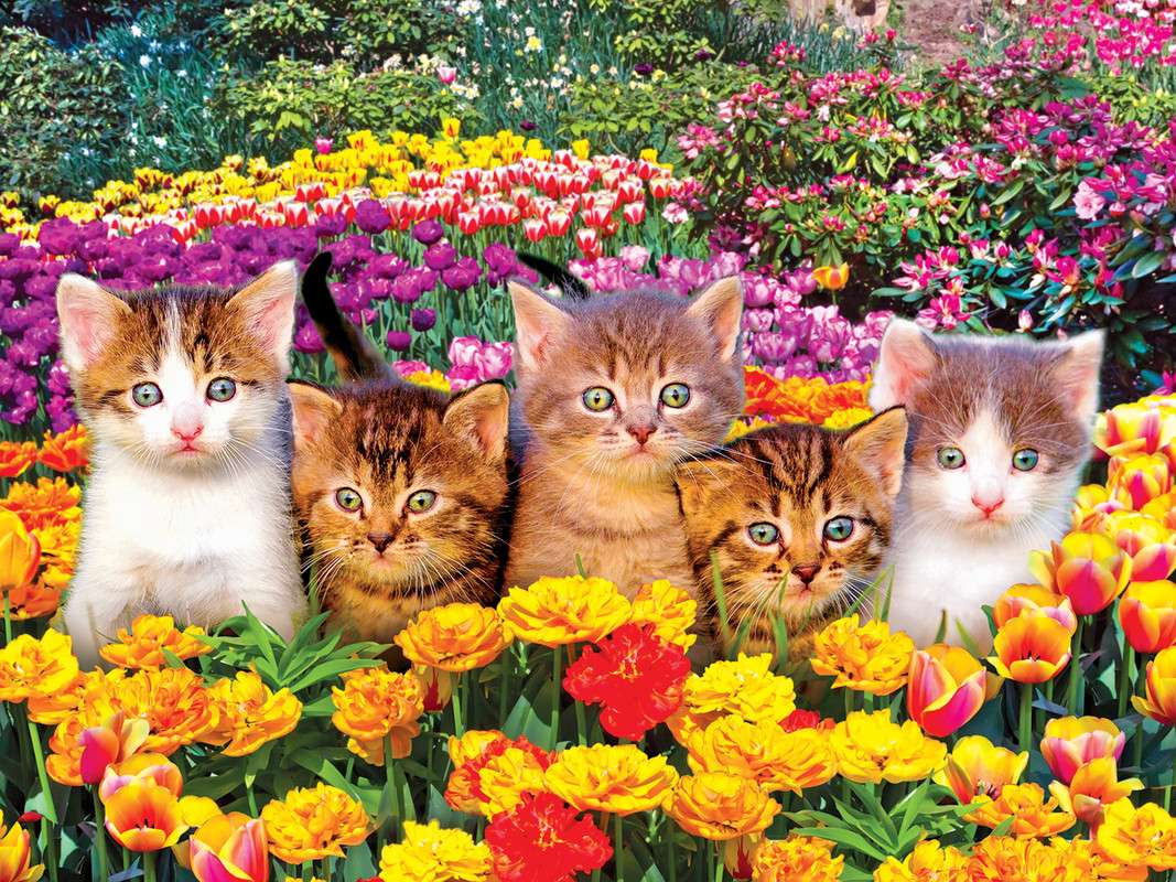 roztomilá koťata online puzzle
