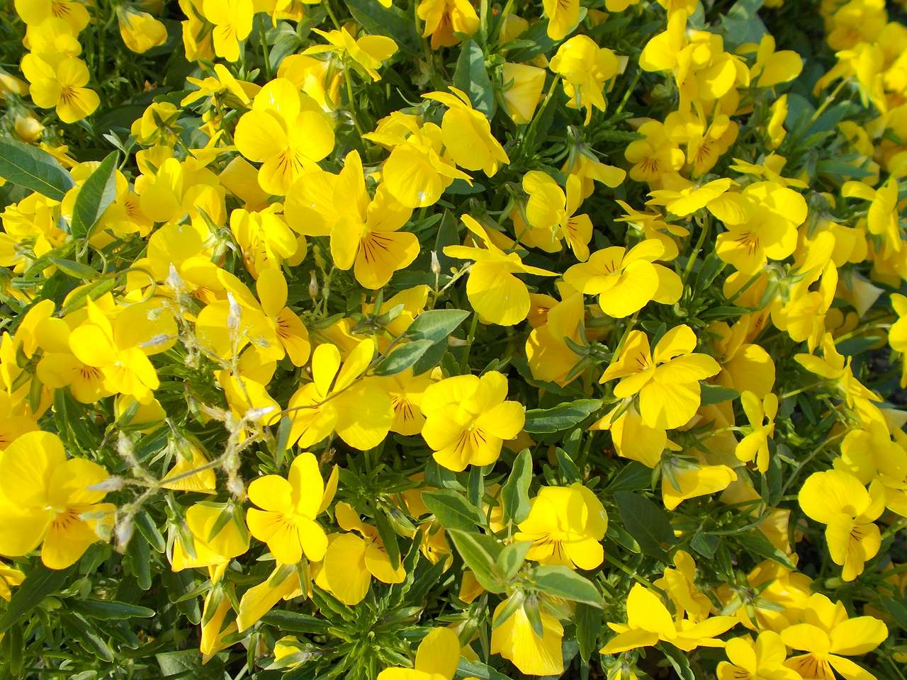 Жовта квітка братків онлайн пазл