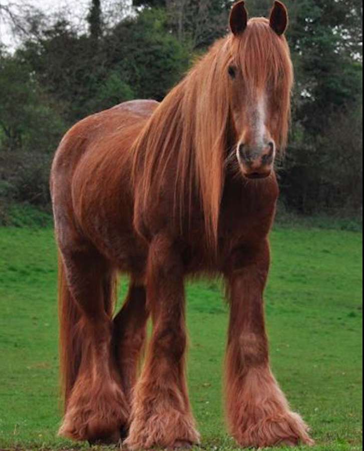 Красивая ирландская лошадь пазл онлайн