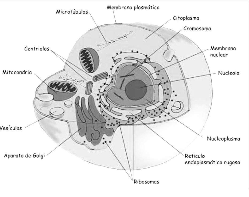 Cellule eukaryotique puzzle en ligne