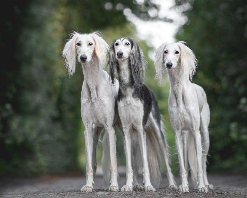 Persian sighthounds online puzzle