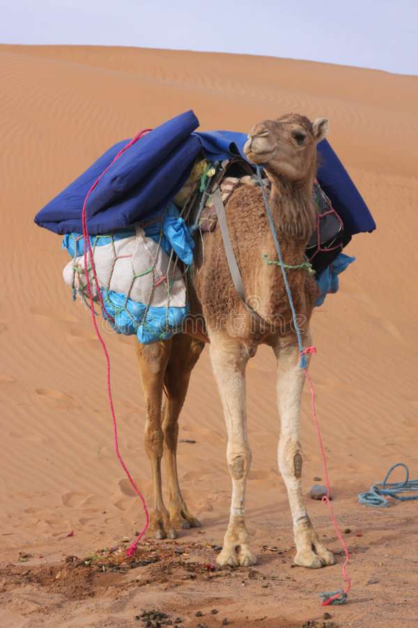 Верблюд в пустыне онлайн-пазл