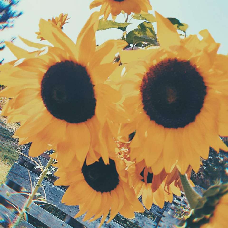Die Sonnenblumen_ Puzzlespiel online