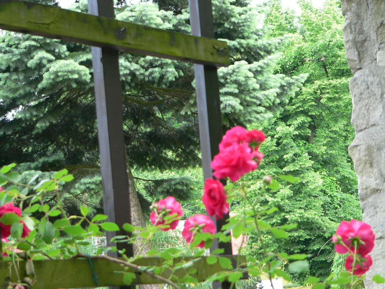 червени рози в парка онлайн пъзел