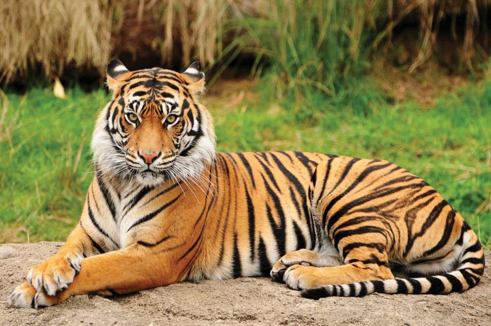 Суматрански тигър онлайн пъзел
