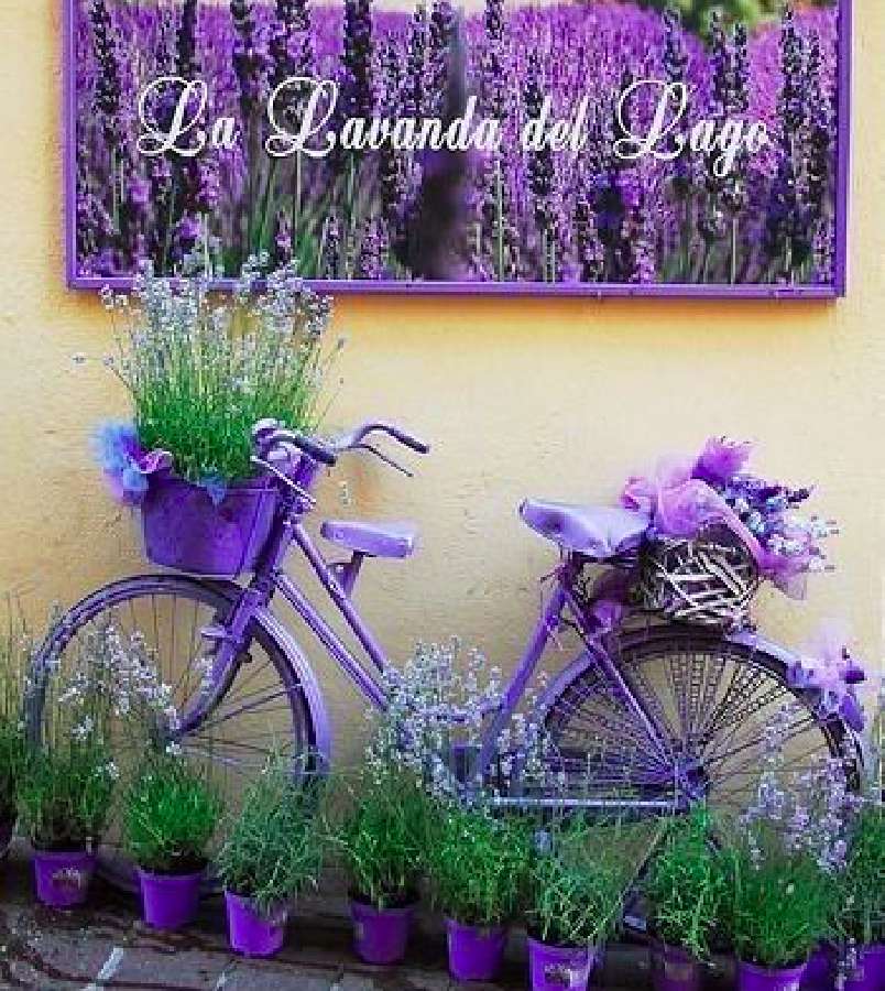 Lavender велосипед, прекрасна идея онлайн пъзел