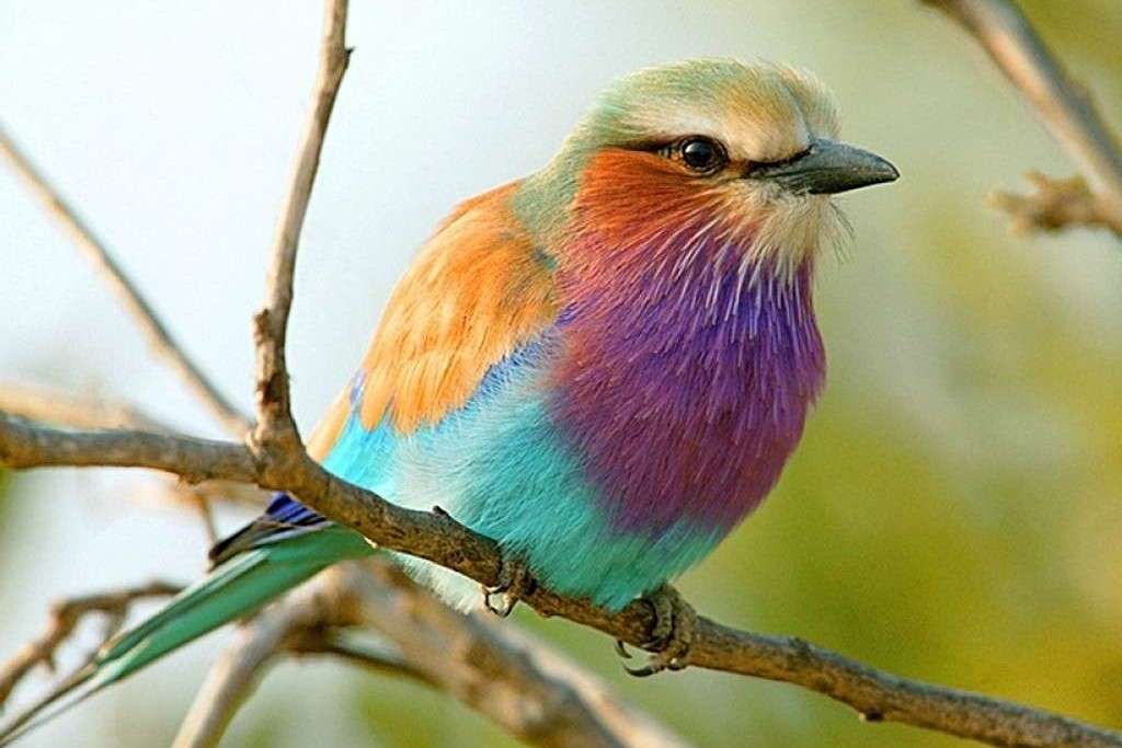 πολύχρωμο πουλί σε ένα κλαδί online παζλ