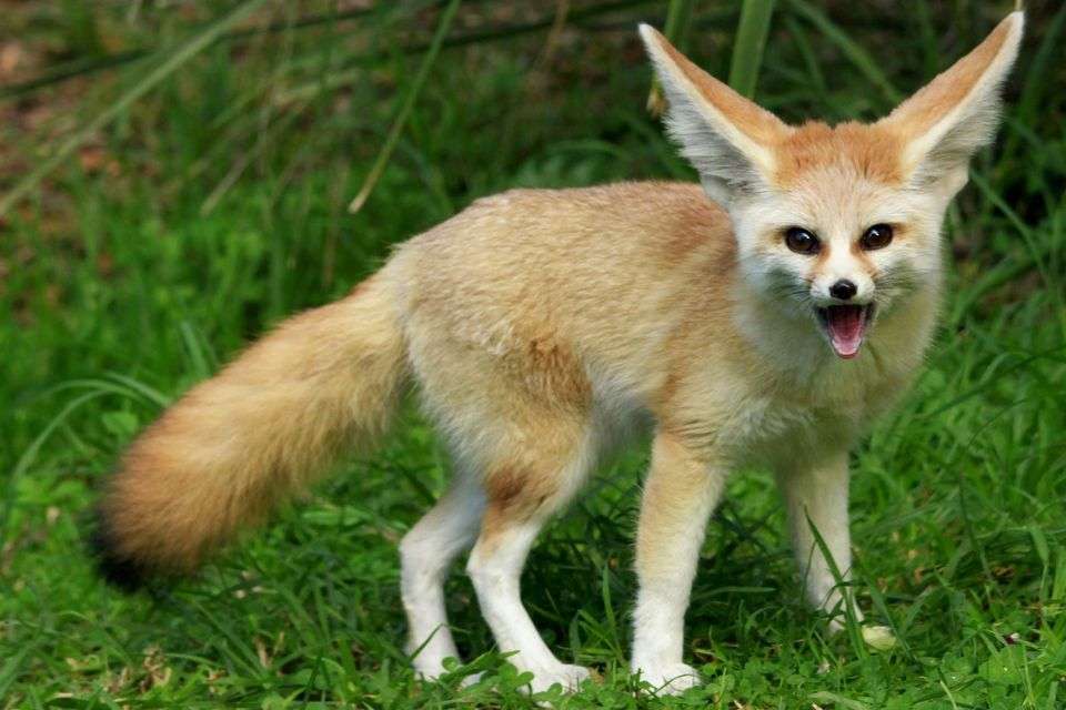 Desert Fox Fennec - cea mai mică dintre vulpi puzzle online
