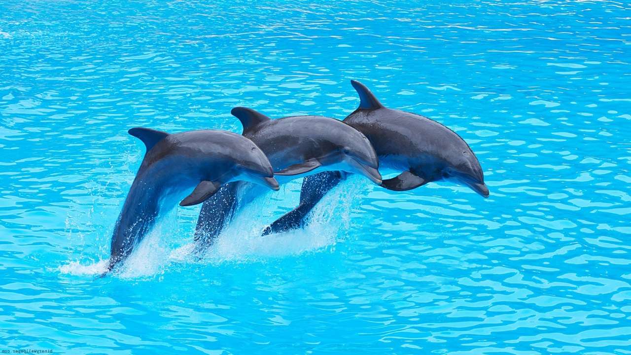 delfíni online puzzle