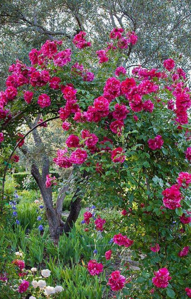 rosenbuske pussel på nätet