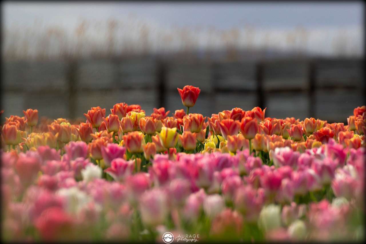 Tulipes en Provence puzzle en ligne