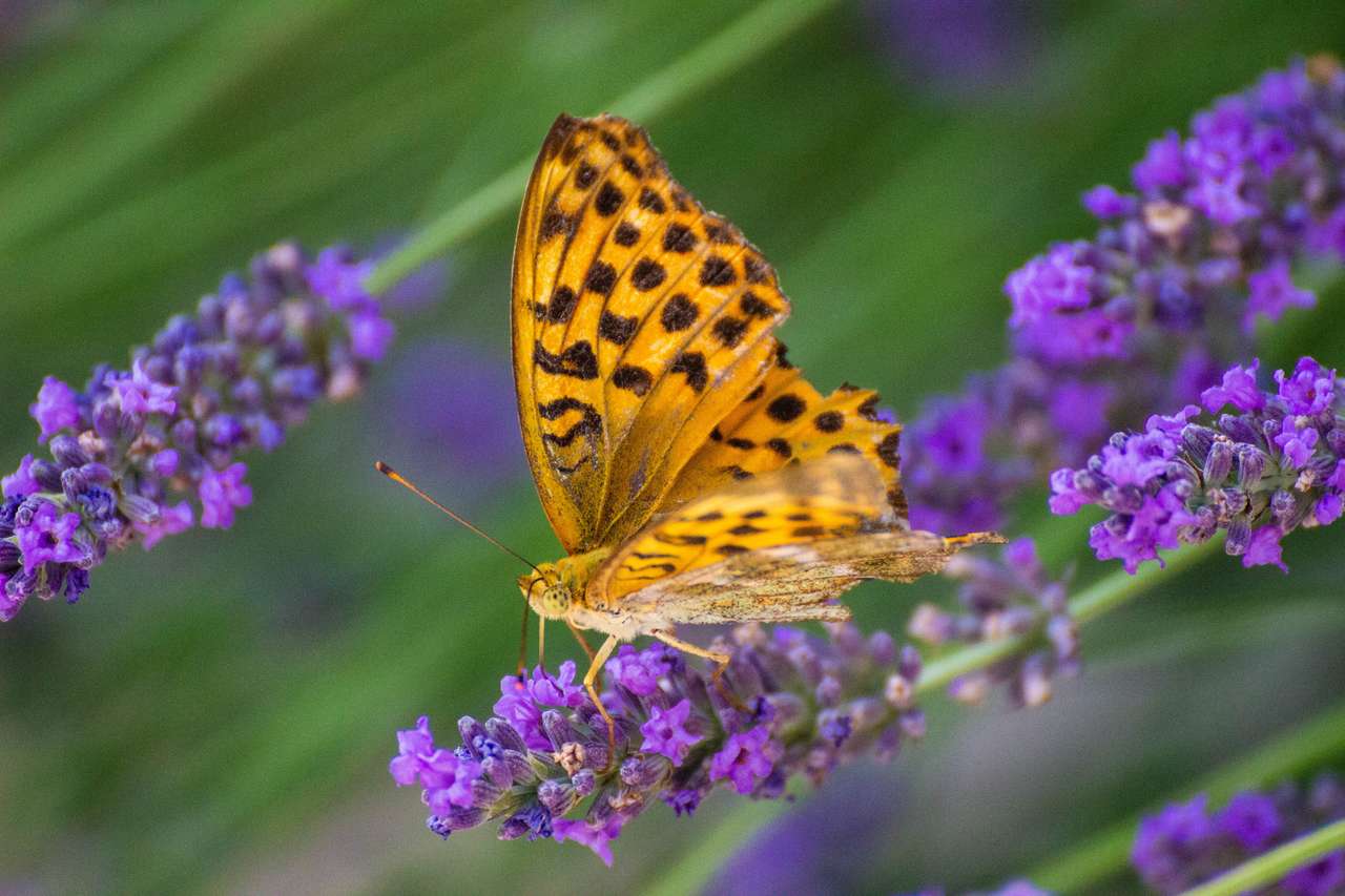 Schmetterling auf Lavendel Online-Puzzle