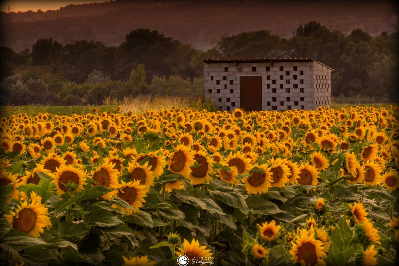 Sunflowers in Provence online puzzle
