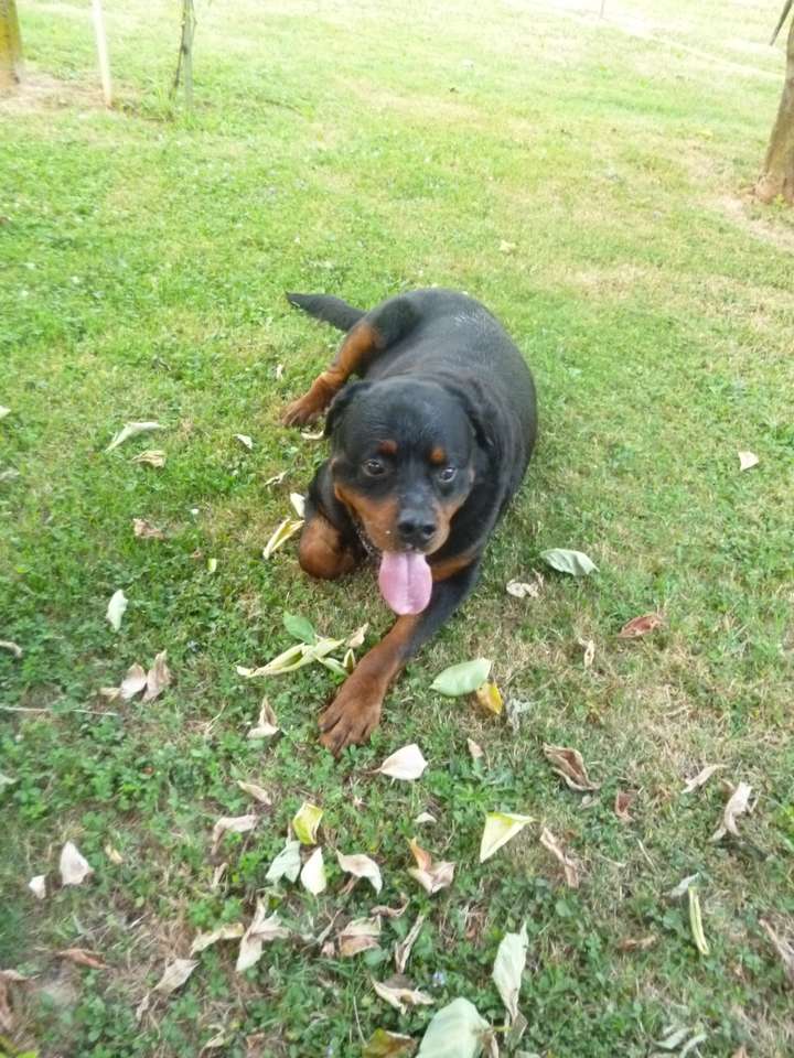 rottweiler puzzle en ligne