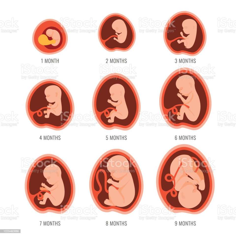 pregnancy stages jigsaw puzzle online