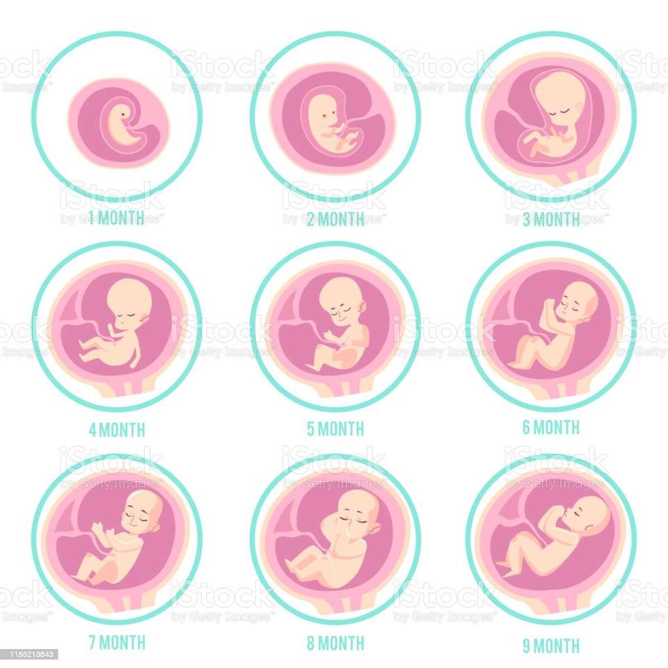 стадії вагітності онлайн пазл