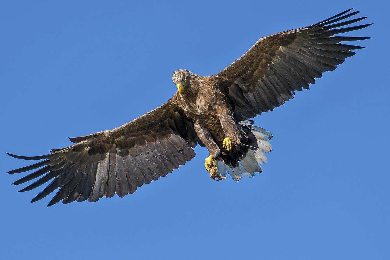 Aigle Oiseau puzzle en ligne