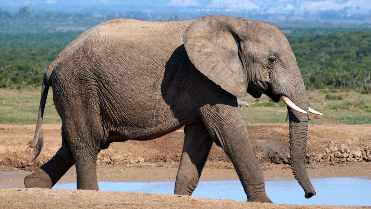 elefant pussel på nätet
