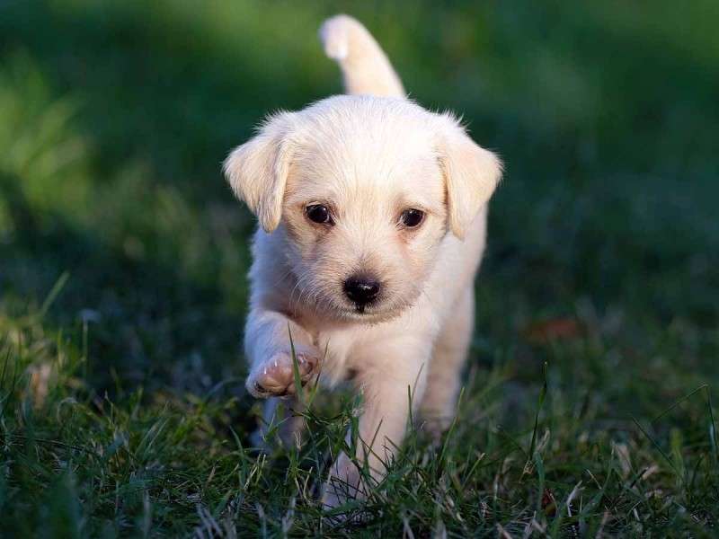 子犬のパズル オンラインパズル