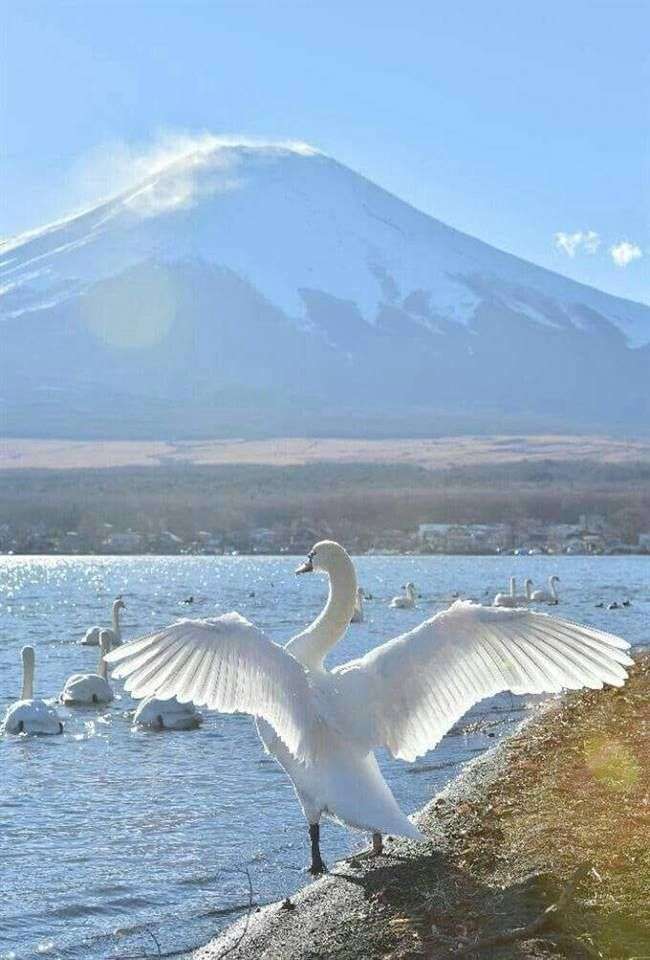 Cisnes e a ilha de Honshu puzzle online