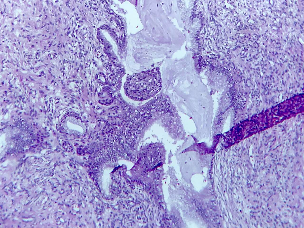 Histologia rompecabezas en línea