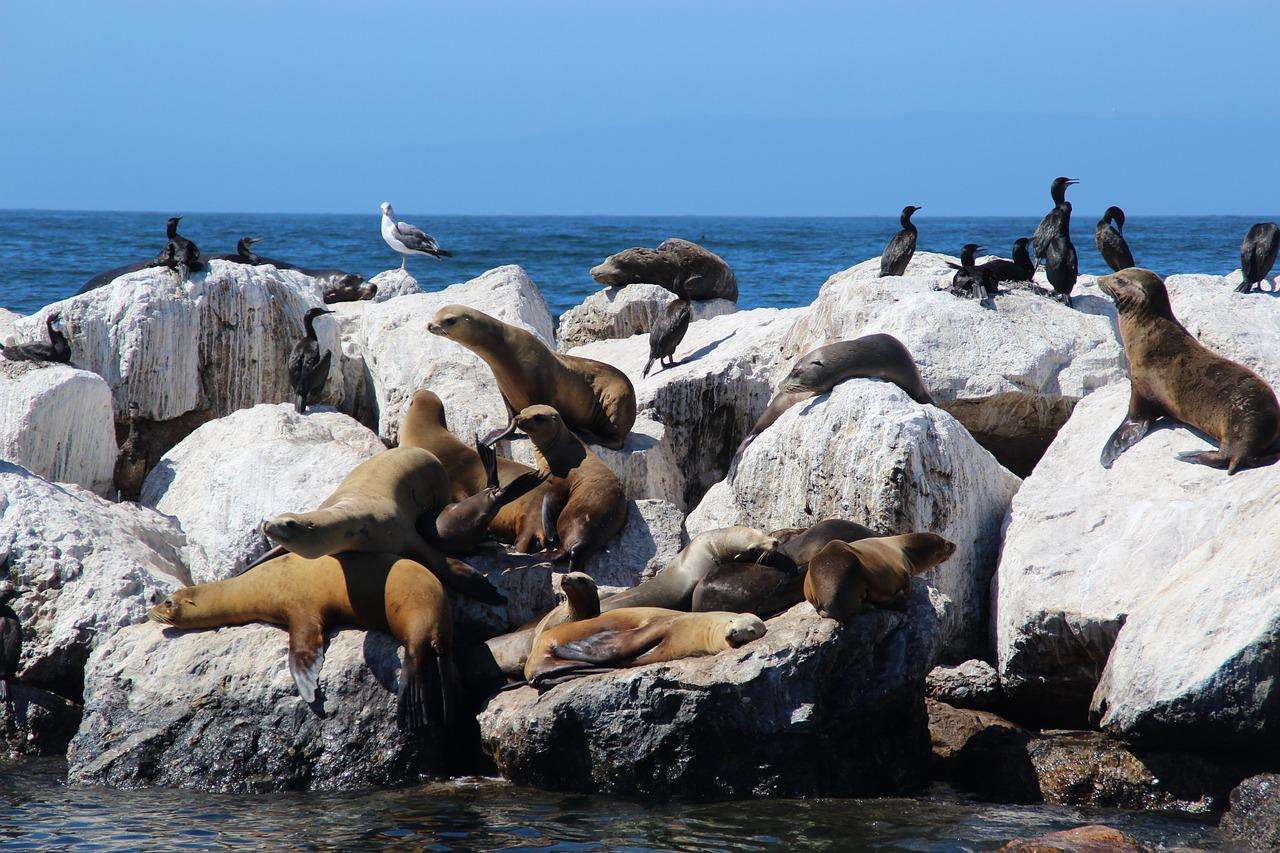 focas leões marinhos puzzle online