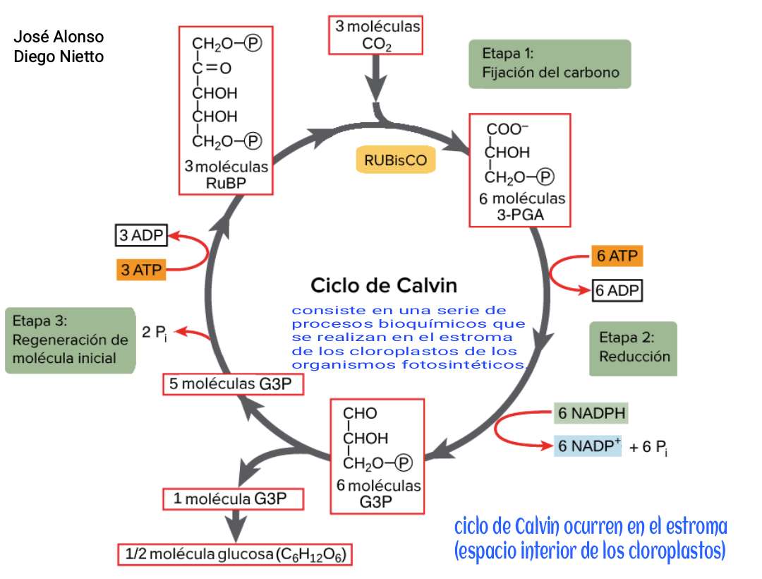 Ciclo de Calvin quebra-cabeças online