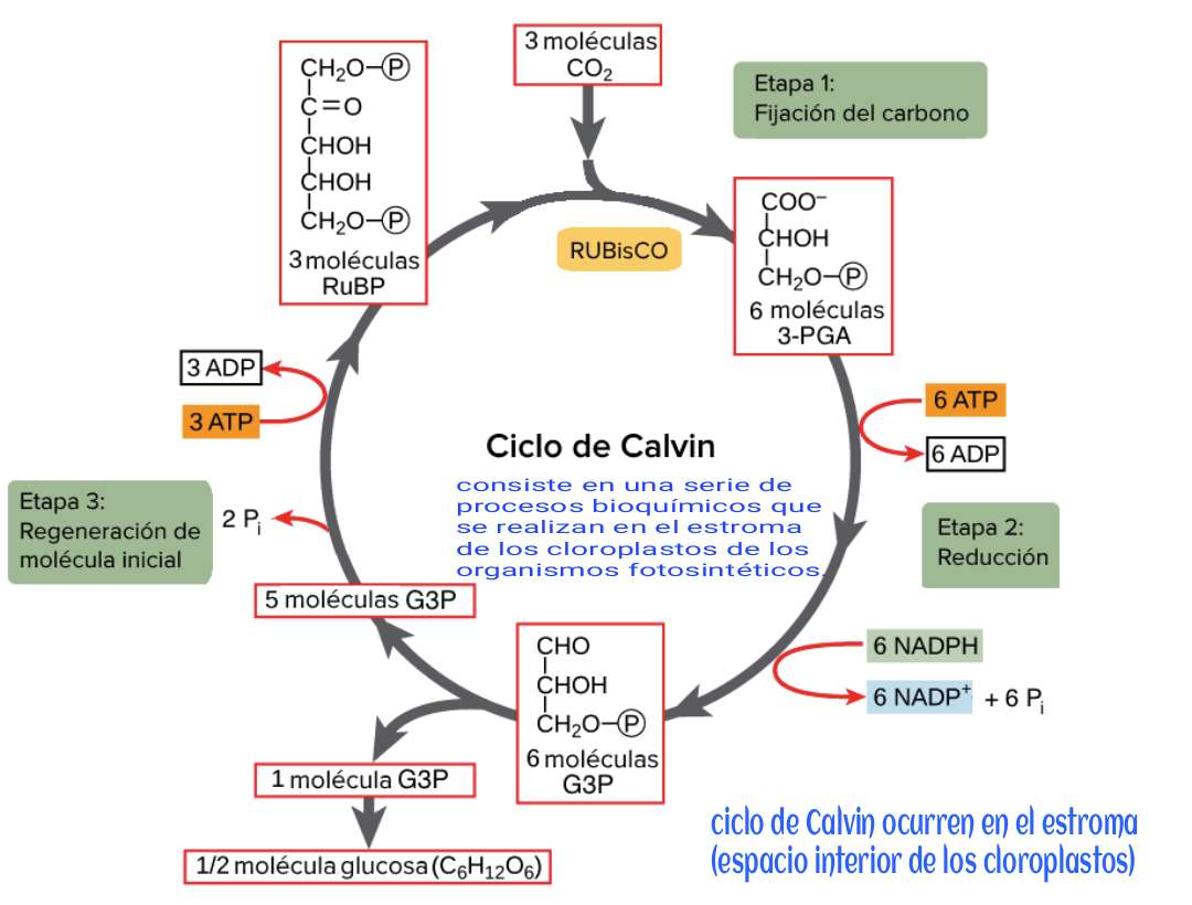 Calvin cyclus puzzel online puzzel