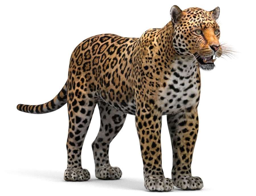 Rompecabezas del jaguar rompecabezas en línea