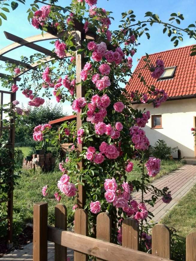 Ροζ τριαντάφυλλο στην πέργκολα online παζλ
