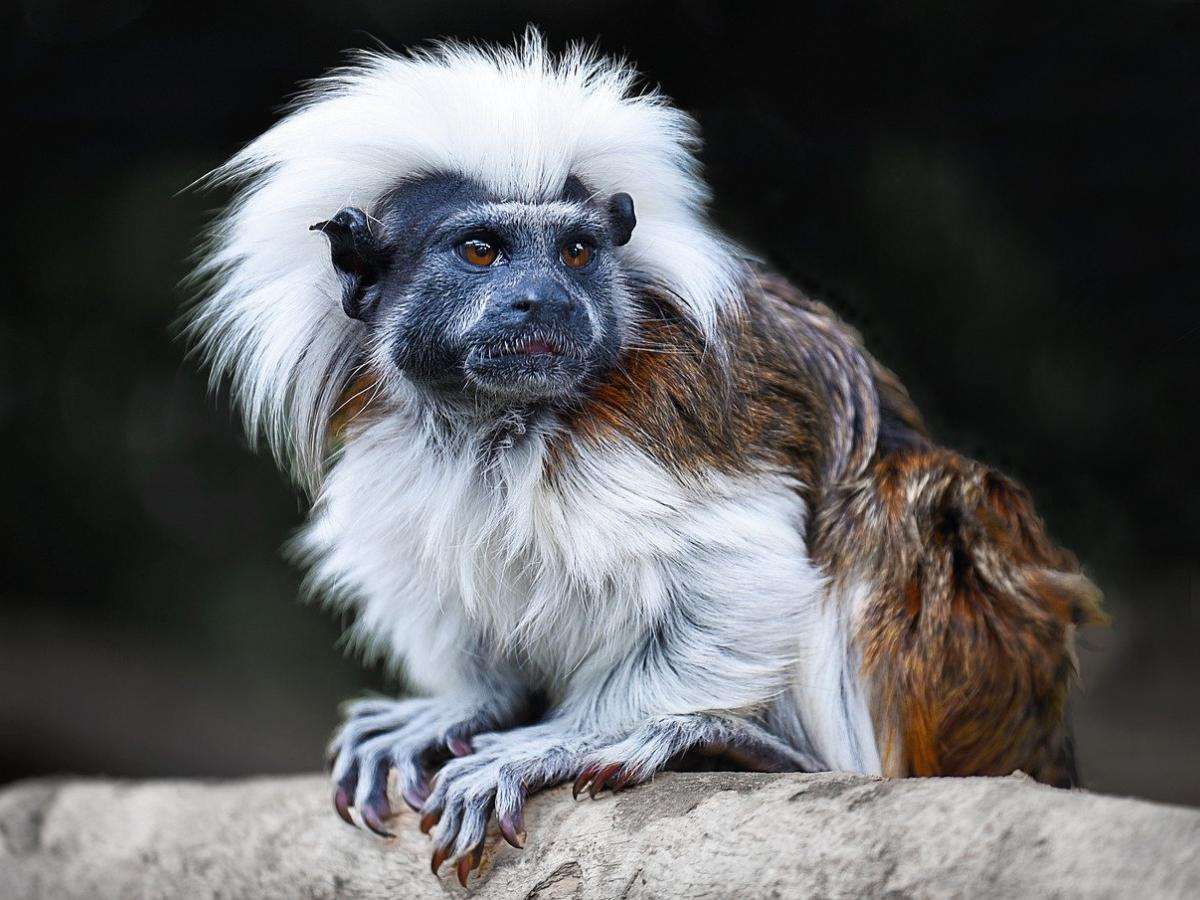 μαϊμού Titi online παζλ