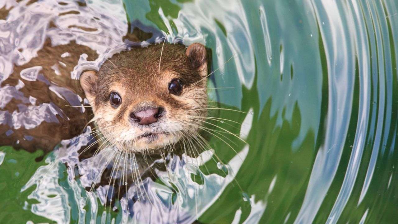 otter looking at you jigsaw puzzle online
