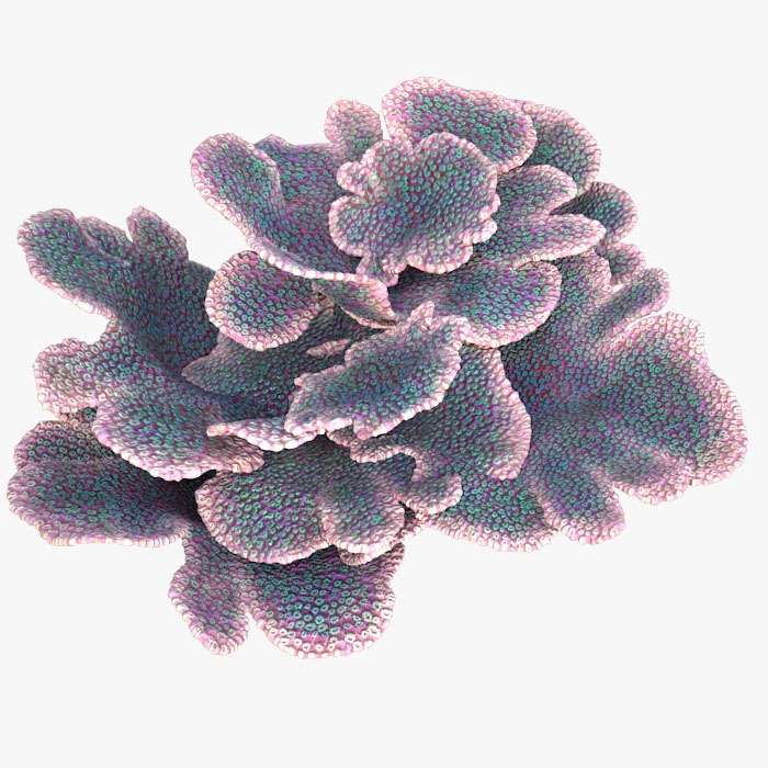 puzzel van een koraal online puzzel