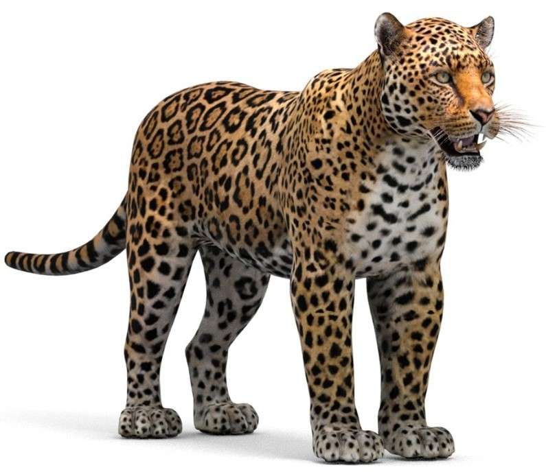 jaguar puzzel legpuzzel online
